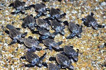 Loggerhead Turtle Hatchlings at 'Mon Repos', Bundaberg, Queensland, Australia.