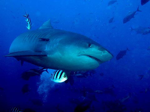 A Tiger Shark swimming with us during the famous shark dive in Pacific 