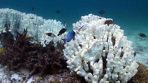 Coral bleaching. Tioman Island, Malaysia