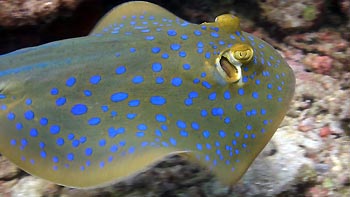 Blue-spotted Stingray making a quick get-away. Tioman Island, Malaysia