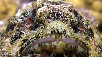 A close-up of a Scorpionfish. Tioman Island, Malaysia