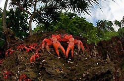 Seeing Red on Christmas Island