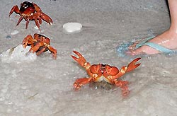 Red Crab Spawning - Christmas Island, Australia