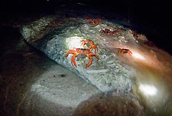 Red Crabs spawning at Christmas Island, Australia