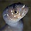 Garden Eel Close-up