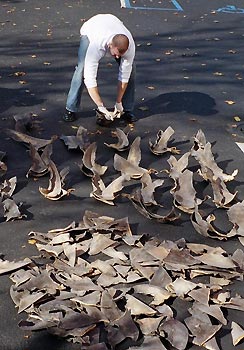 Shark fins on display. Photo by NOAA
