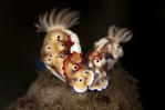 Nudibranch with Emperor Shrimp