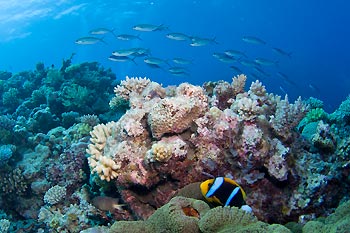 Coral Garden - Protect our Coral Sea Campaign