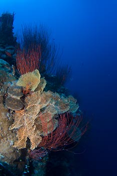 Gorgonian Fan - Protect our Coral Sea Campaign