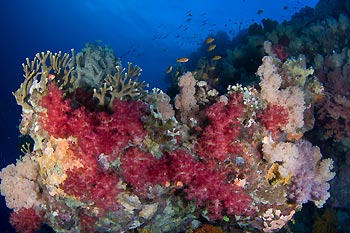Soft Coral - Protect our Coral Sea Campaign