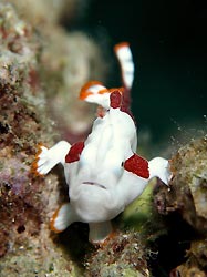 A very small Warty Frogfish, Milne Bay, Papua New Guinea