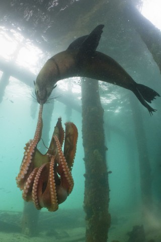 Seal vs Octopus