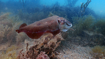 Cuttlefish. Rapid Bay Jetty, South Australia
