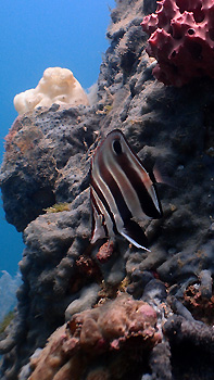 A juvenile Western Talma. Rapid Bay Jetty, South Australia