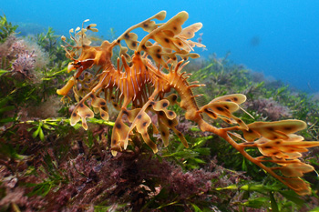 Leafy Seadragon. Rapid Bay, South Australia