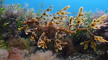 Leafy Seadragon. Rapid Bay, South Australia