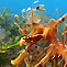 Rapid Bay Jetty - Leafy Seadragon Heaven