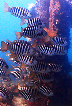Zebrafish. Rapid Bay Jetty, South Australia