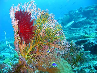 Fan with Feather Star