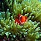 Nearly Nemo