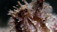 White's Seahorse