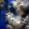 White Jewel Anemones