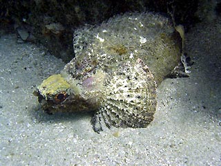 Goblinfish