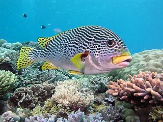 Diagonal-striped Sweetlips