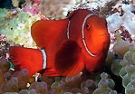 Spine-cheek Anemonefish
