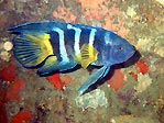 Eastern Blue Devilfish