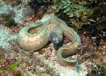 White-eyed Moray - Out & about