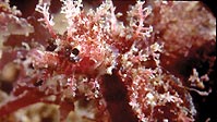 The Sydney Pygmy Pipehorse
