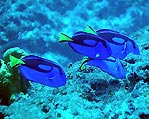 Indo-Pacific Blue Tang