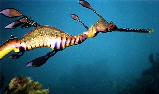 Another Weedy Seadragon