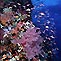 AquaMarine Diving - Bali