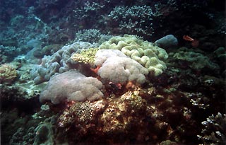Coral Bed, Flinders Reef