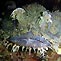Eastern Frog Fish