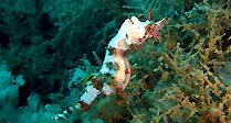 Pygmy Pipehorse (<em>Idiotropiscis lumnitzeri</em>)