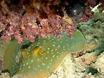 Blue-spotted Lagoon Ray (<em>Taeniura lymna</em>)