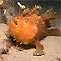 Plunge Diving