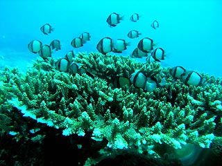 Coral on Ningaloo Reef