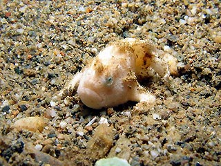 Frogfish at East-Timor