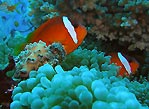 Raki Raki Anemone fish