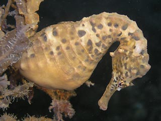 Port Phillip Bay Seahorse