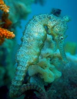 West Aussie seahorse