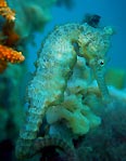 West Aussie seahorse