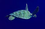 Green Turtle
