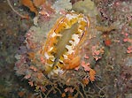 Colourful Clam