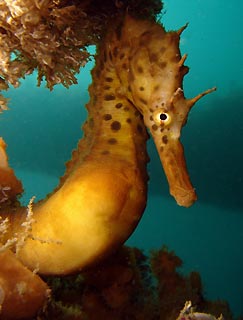 Big-bellied Seahorse