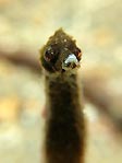 Underwater Ostrich